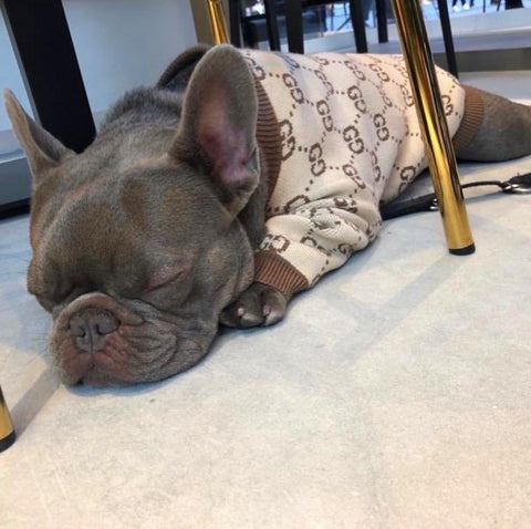 Velas Vallarta Doggy Sweater